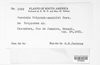Puccinia polygoni-amphibii image